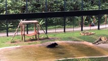 Torturé pendant 9 ans, un ours est libéré. Regardez bien quand il voit l'eau pour la première fois!