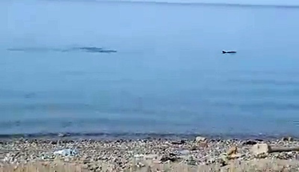 أسماك الدولفين تسبح على شاطئ طريق العين السخنة