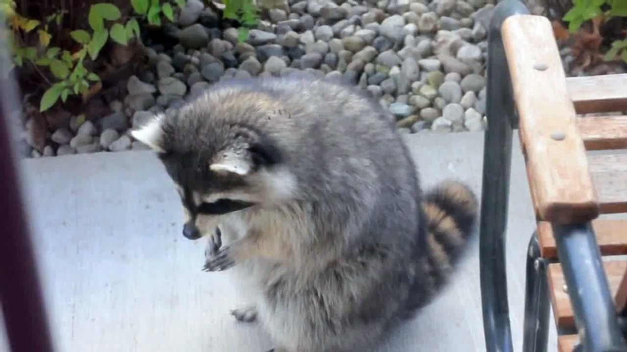 Ce raton laveur cache quelque chose de terrifiant. Tout le monde devrait savoir ÇA.