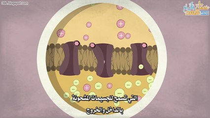 كيف يعمل المخدر الطبي؟ #شَرح تفاعليّ