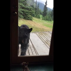 Attention chat dangereux