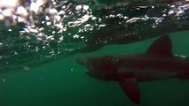 Huge basking shark swims with kayaker in Cornwall