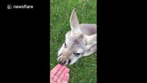 Kangaroo shows off its incredible dance moves