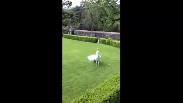 Tavus Kuşundan Muhteşem Gösteri.