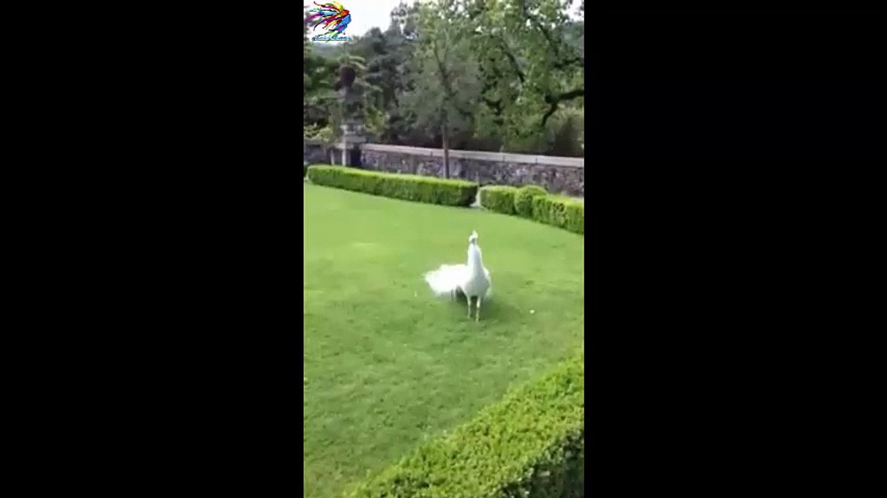 Tavus Kuşundan Muhteşem Gösteri.