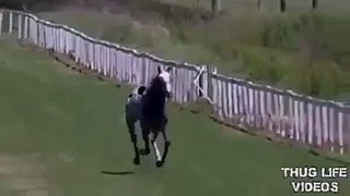 Une femme pense pouvoir arrêter un cheval lancé à pleine vitesse
