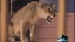 Daring act of Girl with Lioness In Waqar Zaka Show