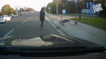 woman for helping the Canada Geese and their goslings cross the road.