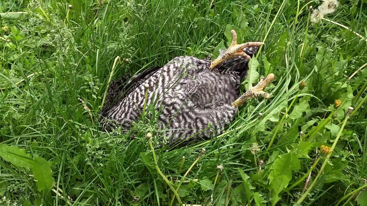 I caught my chicken sleeping on the job my chicken sleeping on the job | FarandulaonYoutube
