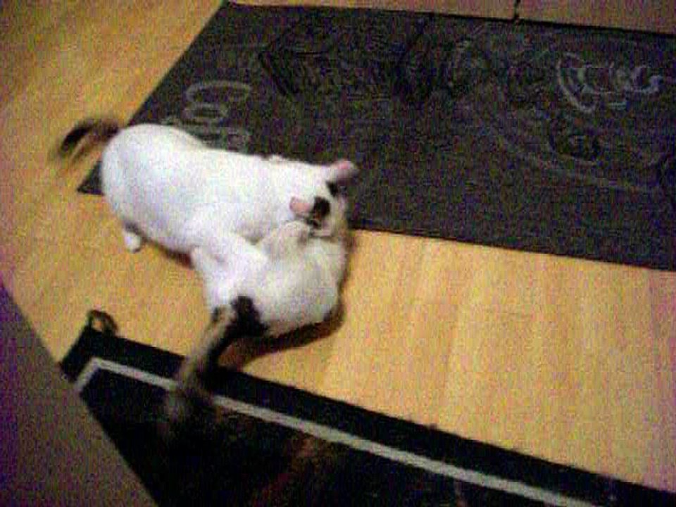 Harvey und Vinzent am 14.06.2016