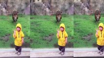 Lion attempts to Maul 2 yr old at Japan Zoo Enclosure Lion at Japan zoo tries to paw Boy through Glass