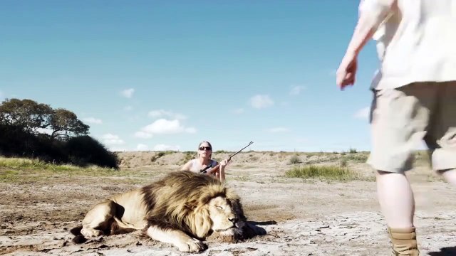 Ce couple de chasseurs jubilait devant le cadavre de ce pauvre lion quand ...