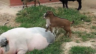 Chèvres qui s'amusent à sauter sur cochon - Août 2013