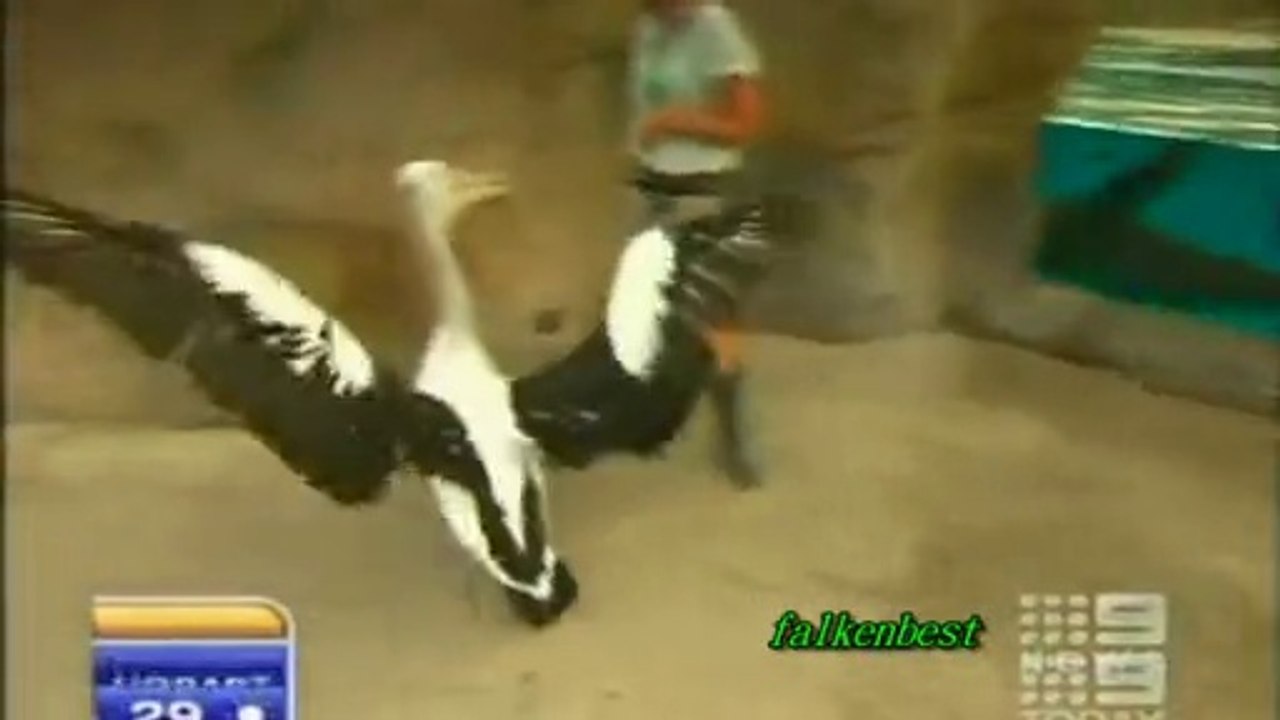 un pelican ataca un meteorolog in AUS