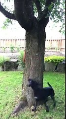 Un écureuil trolle un chien autour d'un arbre