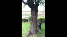 Un écureuil trolle un chien autour d'un arbre