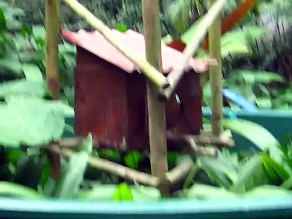 Zoológico Simón Bolivar - Celda del Puercoespin [2012]