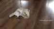 Cockatoo Plays Football With Toys on the Floor