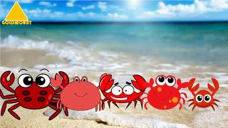 Kid Songs | Crabs Finger Family | Funny Finger Family