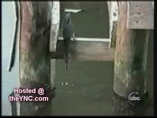 ANIMAIS INTELIGENTES