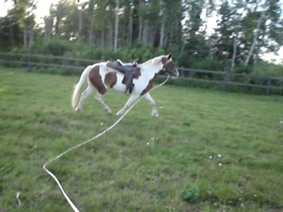 ginger trot