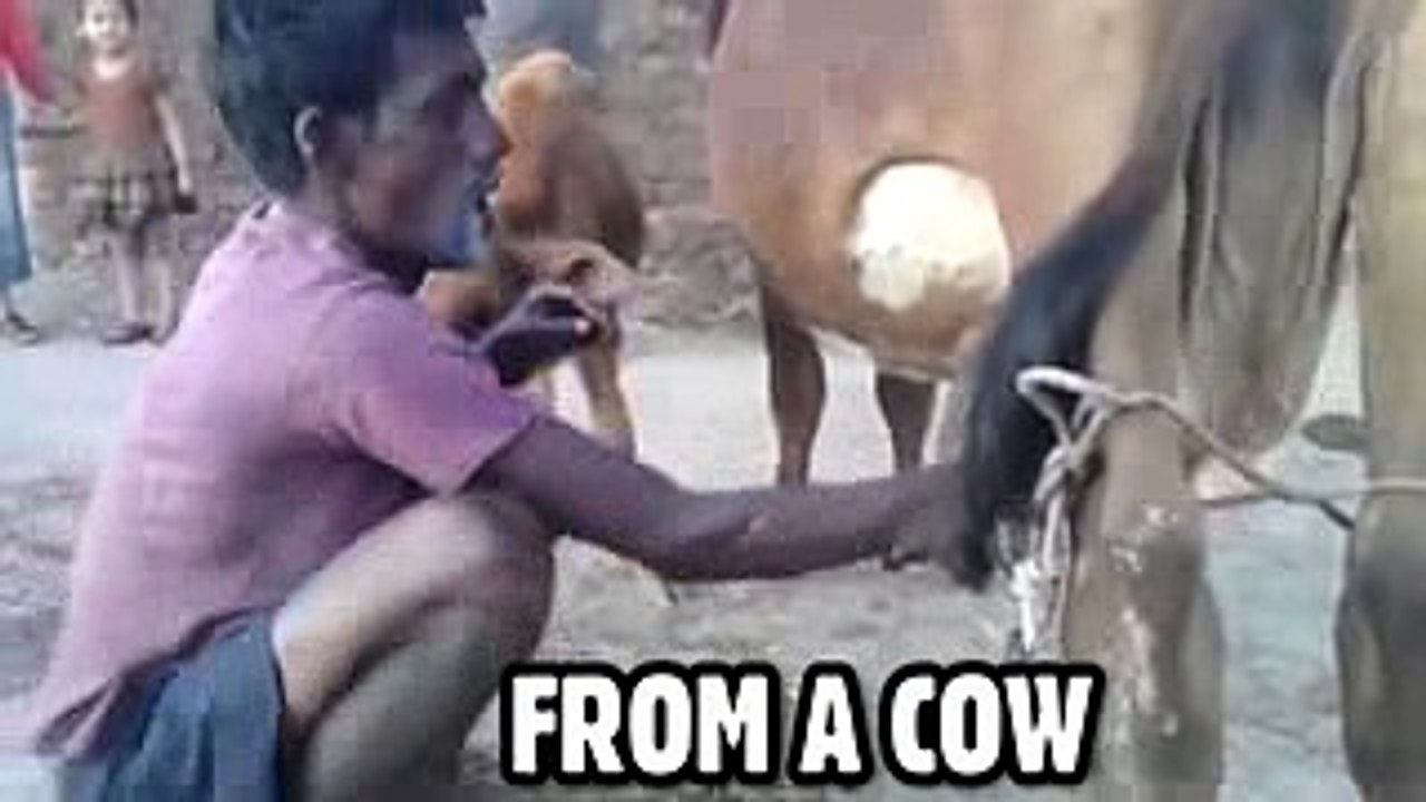 What is adult breastfeeding. Scientific video. -