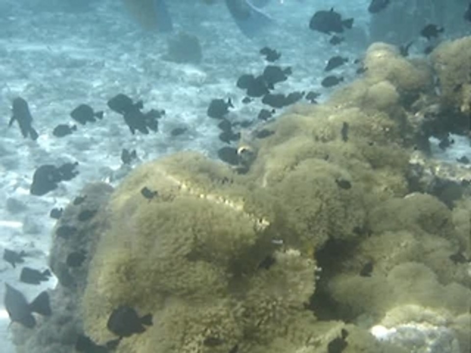 demoiselles et clowns