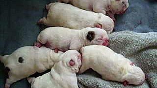 5 AKC English Bulldog Babies 15 champions in 4 gen.