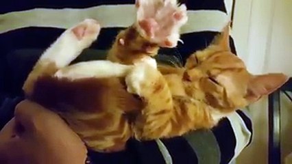 Funny Cats Compilation [Most See] Funny Cat Videos