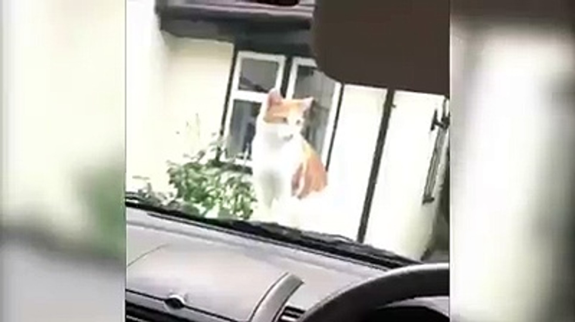⁣funny cat intelligent cat