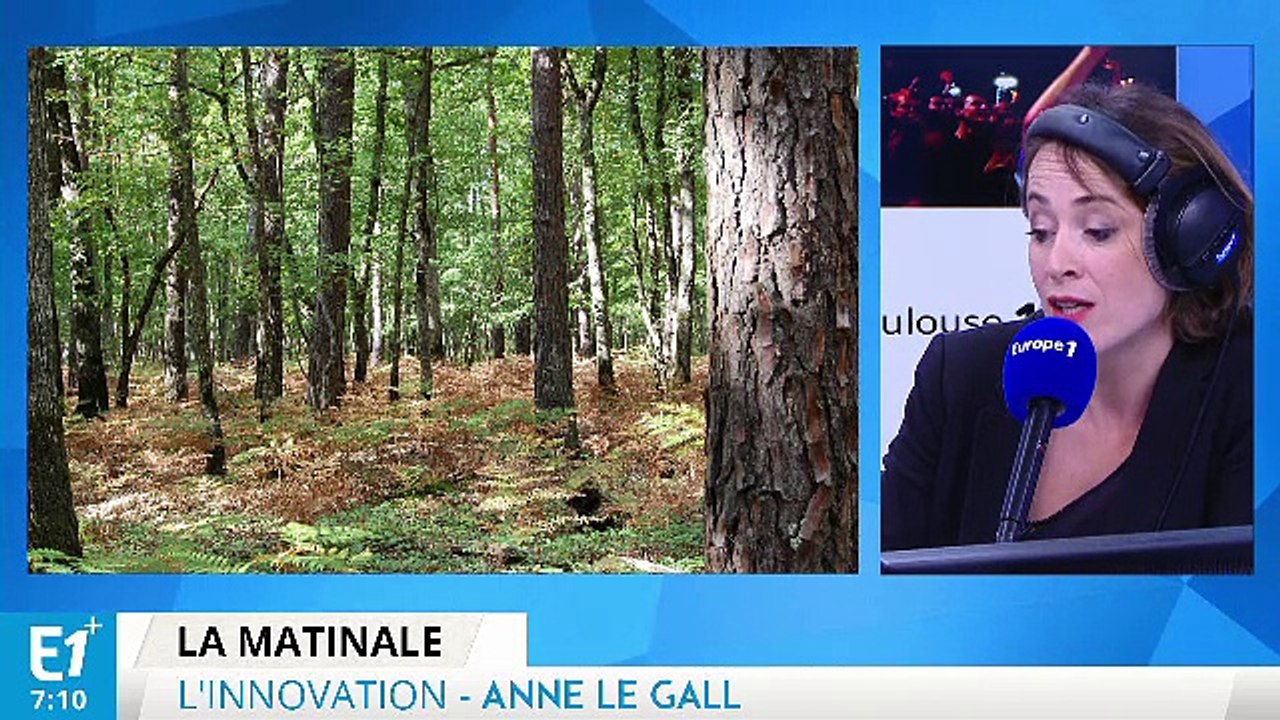 La forêt de 2060