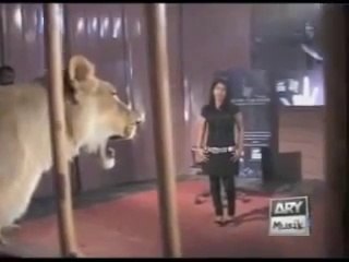 A Girl Accept Lion Dare In Waqar Zaka Show