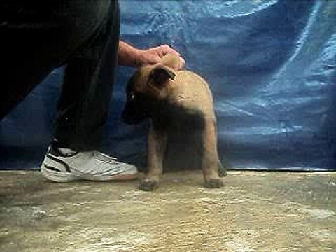 Pastor belga malinois macho 2 meses