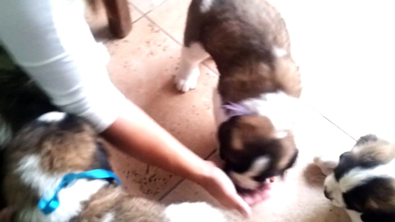 Cachorros San Bernardo 23 Febrero