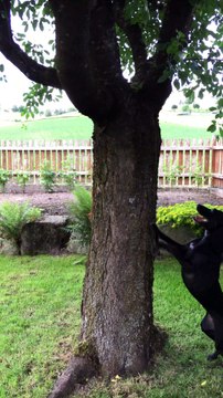 Cet écureuil rend fou un chien en tournant autour d'un arbre