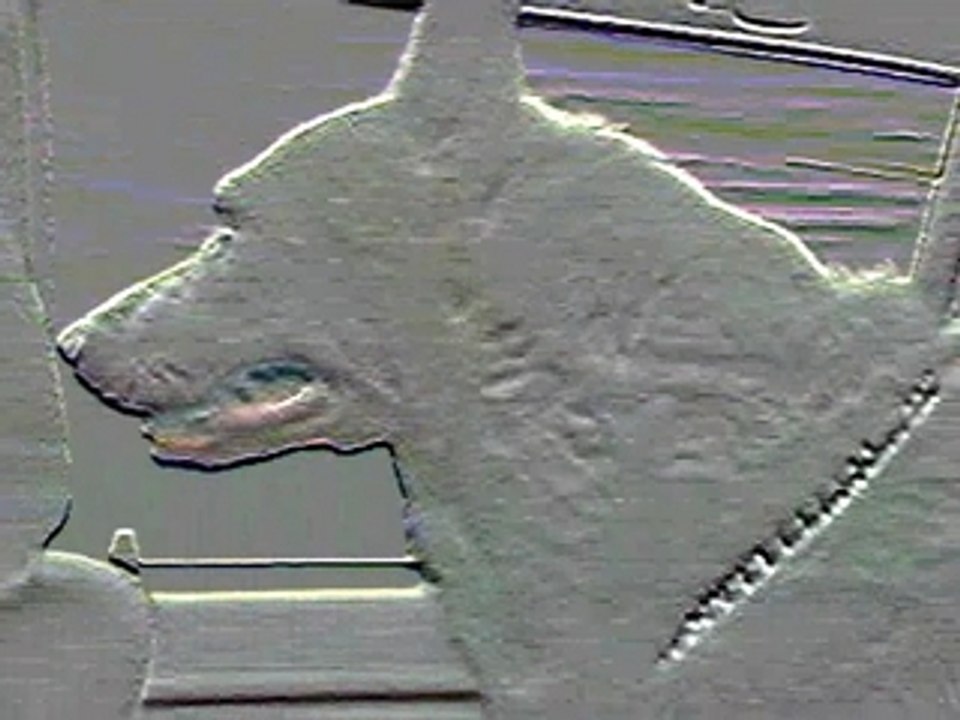 On the road with military dog