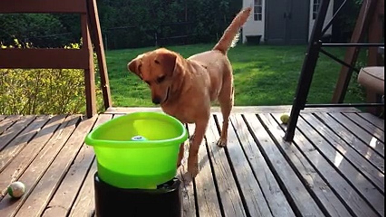 Un chien content de jouer avec son lanceur de balles