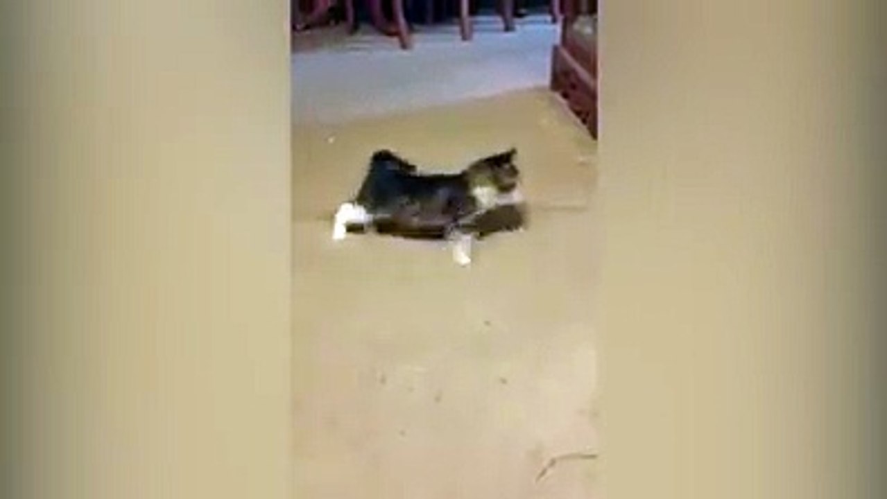 Funny Cats Compilation [Most See] Funny Cat Videos