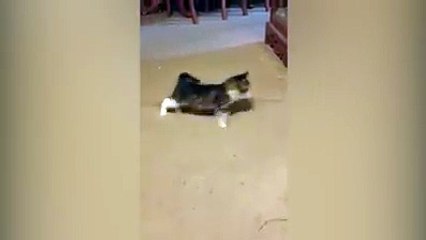 Funny Cats Compilation [Most See] Funny Cat Videos