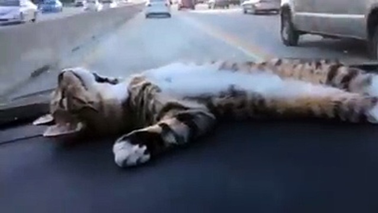 Funny Cats Compilation [Most See] Funny Cat Videos