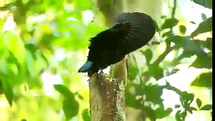 Mating Dance of Birds of Paradise