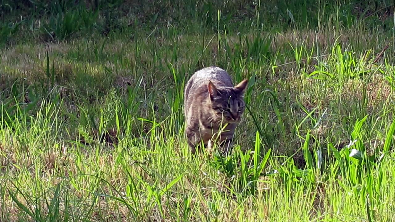 Chats bte lettres MVI_4940