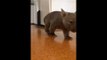 Watch Jack the Wombat Run in Slow Motion