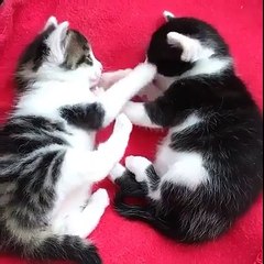 噛まれちゃった