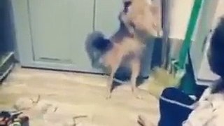 Dog Smart Funny Videos-Happy Watch