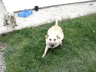 les chiens des voisins