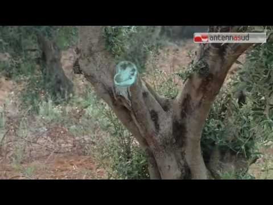 Tg Antenna Sud - Xylella, Emiliano:"Faremo di tutto per evitare abbattimento"