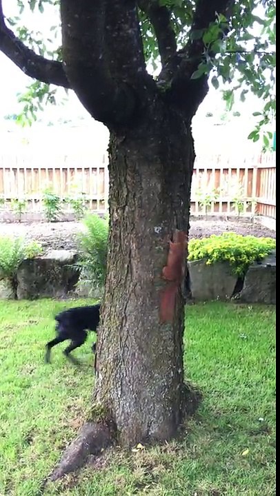 Un écureuil trolle un chien autour d'un arbre
