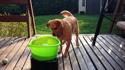 Buddy le chien adore jouer avec son lanceur de balles automatique