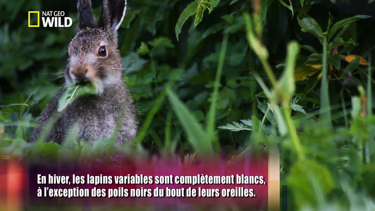 Le lièvre variable miraculé